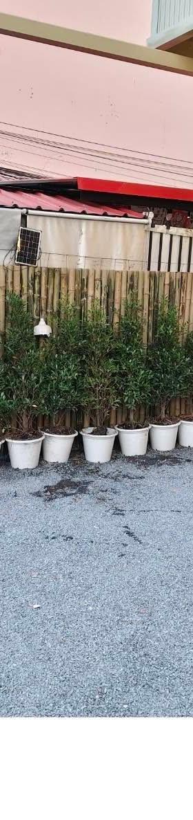 素坤逸商铺出租 缩略图 3